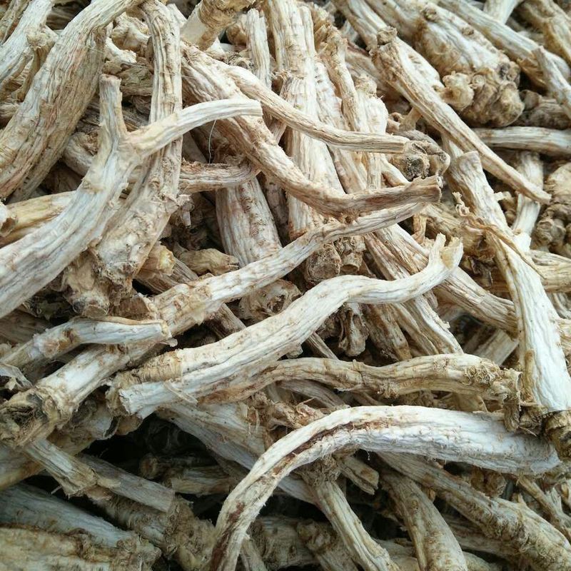 Platycodon grandiflorus Platycodon Root